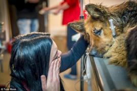 CRUZIME fără margini în Bucureşti: Un câine a fost MUTILAT în stradă: I s-a tăiat un picior şi i s-au smuls dinţii!