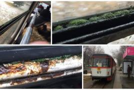 CUM E POSIBIL? Într-un tramvai din Arad cresc mușchi și licheni ca în pădure. Trebuie să vezi asta