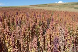 STUDIU revoluţionar: Care este ALIMENTUL ce ar putea preveni FOAMETEA în condiţiile creşterii populaţiei Terrei