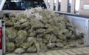 PERCHEZIŢII în Cluj: Au fost ridicate DOUĂ KILOGRAME de marijuana şi ZECI de plicuri de substanţe halucinogene