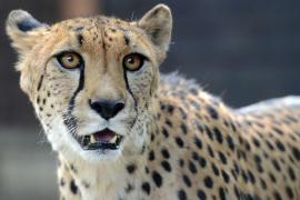 TEROARE la o grădină zoologică. Un ghepard a SCĂPAT pe aleile parcului ticsit de vizitatori