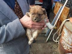 Misiune SPECIALĂ: Căţeluş de doar o lună, SALVAT dintr-o fosă septică la Constanţa (FOTO)