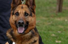 Piroman prins de un CÂINE POLIŢIST! Bărbat care ar fi dat foc unei case la Bacău, identificat de câinele de urmă Nero (FOTO)