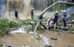 Tragedie fără margini! 20 de liceeni au MURIT, după ce un copac uriaş s-a prăbuşit peste ei (VIDEO DRAMATIC)