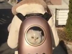 Pufoşenia zilei, suprinsă într-un răsfăţ de zile mari! Ideea INEDITĂ a unei tinere, pentru plimbarea perfectă a pisicii! IMAGINILE VIRALE au făcut furori pe internet