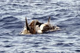 Pescarii italieni declară război...delfinilor: "Ori ei, ori noi"