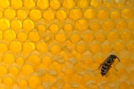 Anunţul ŞOC făcut de apicultori: "Peste un sfert din mierea de pe piaţa internaţională este FALSIFICATĂ"