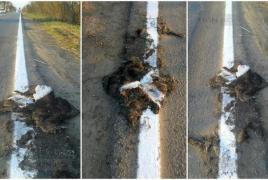 Lui DOREL i-a fost atât de lene, încât marcajul de pe DN 69 a fost trasat PESTE UN CÂINE MORT!