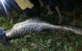 Descoperire MACABRĂ: Un om a fost ÎNGHIŢIT de un piton. VIDEO DRAMATIC