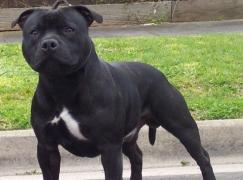 ÎNFIORĂTOR: Un câine şi-a UCIS proprietarul în faţa camerelor de filmat