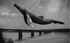 ALERTĂ la Galaţi! O fată de 13 ani a căzut de la etajul 10 al unui bloc, vecinii vorbesc despre BALENA ALBASTRĂ