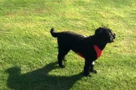 Emoţionant: Metoda inedită prin care un bărbat a încercat să-şi salveze căţelul. Gestul l-a costat o avere