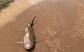 Scene INCREDIBILE în Australia. Un RECHIN a apărut în mijlocul unui drum FOTO şi VIDEO