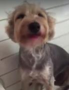 VIDEO. A ros machiajele stăpânei, până i s-a umplut blăniţa de farduri! Imagini extrem de hazlii cu blănosul devorator de rujuri