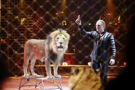 Clipe de GROAZĂ la circ: Un dresor a fost SFÂŞIAT DE LEI în plin spectacol, în faţa a sute de spectatori