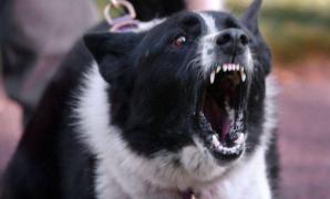 Pronostic REZERVAT al medicilor, în privinţa copilului MUŞCAT DE CÂINI! "Perioada grea de ACUM ÎNCEPE!"