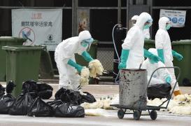 FOCAR de pseudopestă aviară, identificat de autorităţi. Unde a apărut infestarea