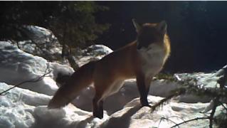 Spectacolul României sălbatice: "Să merg, să nu merg..." O vulpe indecisă încearcă să-şi aleagă drumul