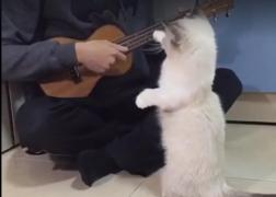 VIDEO. Imaginile care au impresionat peste UN MILION DE OAMENI. Reacţia unei pisicuţe atunci când stăpânul ei îi cântă la chitară