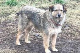 Un câine maidanez din România pune pe jar sute de britanici, care-l caută de zor. De ce e aşa special?