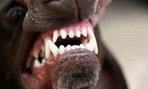 INCIDENT GRAV la Vâlcea. Încă un copil a fost ATACAT de un câine