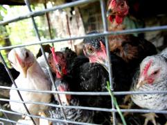 GRIPĂ AVIARĂ, confirmată la Arad. O pasăre a fost găsită moartă pe malul Mureşului