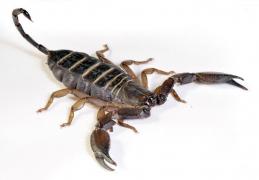 Un bărbat a fost ÎNŢEPAT de un SCORPION în timpul unui zbor