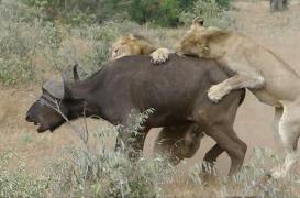 Pe acest bivol au tăbărât DOI LEI înfometați. Totul părea pierdut, când, deodată, s-a întâmplat incredibilul (VIDEO)