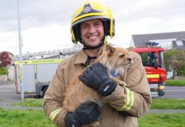 Urmărire cu final nefericit: Un căţel a rămas blocat în poarta de la grădină, după ce a fugărit o pisică FOTO