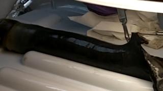 Lumea ştiinţifică în EXTAZ, după ce o CREATURĂ GIGANTICĂ fost găsită VIE de cercetători, pentru prima dată în istorie (VIDEO)