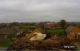 Primele ouă de barză la Cărpiniș! Iată un alt tip de grădină zoologică, una cu animale sălbatice aflate în LIBERTATE! (LIVE VIDEO)