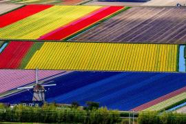 GALERIE FOTO spectaculoasă: Aşa arată câmpurile CU FLORI din Olanda