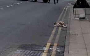 TEROARE! Şase câini pitbull au ieşit pe stradă şi au atacat trecătorii. Poliţia a împuşcat mortal doi câini (VIDEO)