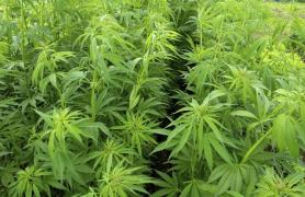 Consumatorii de MARIJUANA se vor bucura un de un canal video şi o aplicaţie SPECIAL creată pentru ei, anul acesta