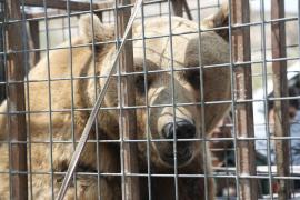 ÎNGROZITOR: Un urs a SMULS braţul unui băiat şi l-a MÂNCAT