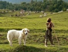 Oierul din Vrancea, care A SCALPAT UN COPIL pentru că nu vroia să se tundă, a primit ȘASE ANI de pușcărie