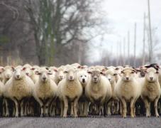 Cele mai tari glume despre cargoul cu oi care a scufundat nava militară rusească în Marea Neagră (GALERIE FOTO)