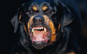 O femeie a fost ATACATĂ de câinii unui vecin. A scăpat cu viaţă datorită vecinilor care i-au sărit în ajutor