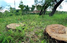 PERCHEZIŢII în Argeş, la HOŢI DE LEMNE care au ras de pe faţa pământului peste 5000 de arbori