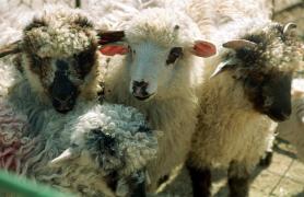 Paşte cu GUST ROMÂNESC, peste graniţă! Mai mult de 5000 de miei vânduţi în ţările europene, înaintea Sărbătorilor Pascale