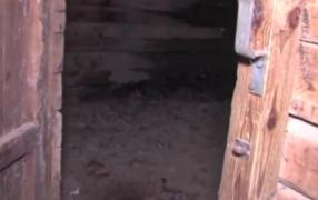 CRIMĂ ÎNFIORĂTOARE! Un tată şi-a UCIS băieţelul de 7 ani, apoi l-a dat ca MÂNCARE porcilor! ATENȚIE, imagini care pot afecta emoţional (VIDEO ŞOCANT)