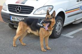 Câini poliţişti îşi caută STĂPÂNI! Poliţia din Prahova a scos la licitaţie patrupedele pensionari