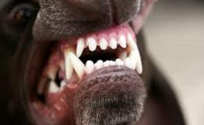CAZ ŞOCANT în Vaslui! Bătrân MUŞCAT DE FAŢĂ de un câine, în propria curte. Poliţia caută stăpânul animalului