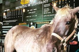 Faceţi cunoştinţă cu Mac, CALUL care bea BERE...la RECOMANDAREA medicului