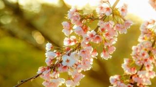 VEŞTI BUNE de la meteorologi: Cum va fi vremea de Florii