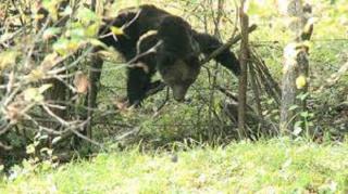 Jandarmii au eliberat un URS prins într-un gard de sârmâ