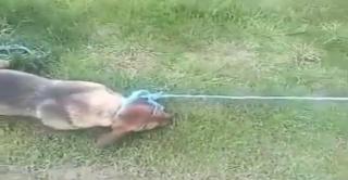 IMAGINI ŞOCANTE! Un bătrân e filmat în timp ce chinuieşte un biet câine. Nici un fel de milă pentru sărmanul animal