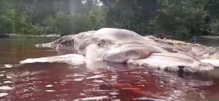 Descoperire ŞOCANTĂ! Rămăşiţe uriaşe ale unei CREATURI NEIDENTIFICATE aduse de apă, pe o plajă! Oamenii spun că nu au văzut în viaţa lor AŞA CEVA! | VIDEO