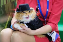 Curiozităţi pisiceşti: 13 lucruri surprinzătoare cu şi despre pisici, pe care nu le ştiai