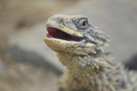 Descoperire remarcabilă în Transilvania. Arheologii au identificat un nou gen şi o nouă specie de reptilă, care a trăit în era mezozoică